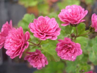 Chrysanthemum 'Julie Peterson'